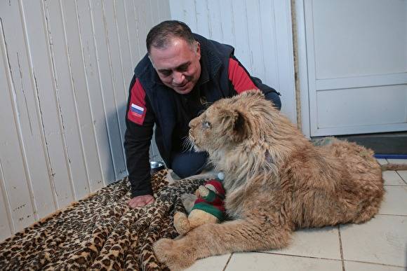 Челябинский ветврач спас львенка, работавшего фотомоделью