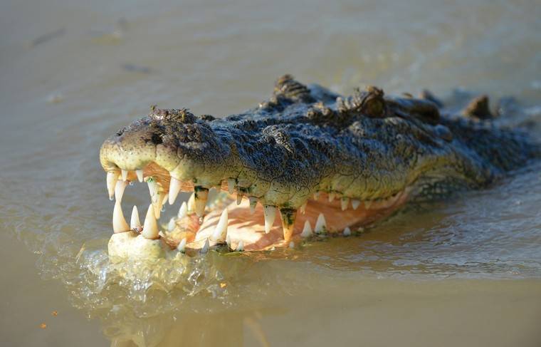 Крокодил съел нарушившего карантин жителя Руанды