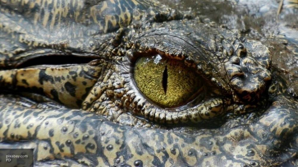 Нарушителя карантинного режима съел крокодил в Восточной Африке