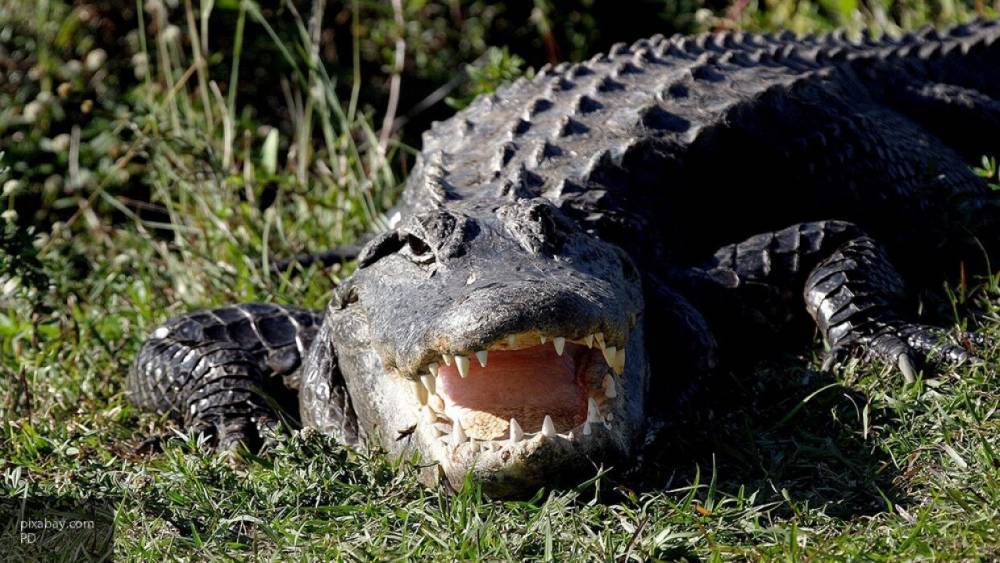 Крокодил напал на нарушившего условия карантина мужчину в Руанде