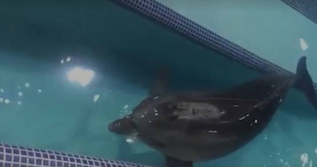 Экологи попросили помощи для возвращения в Россию ветеринара с дельфином из Ирана