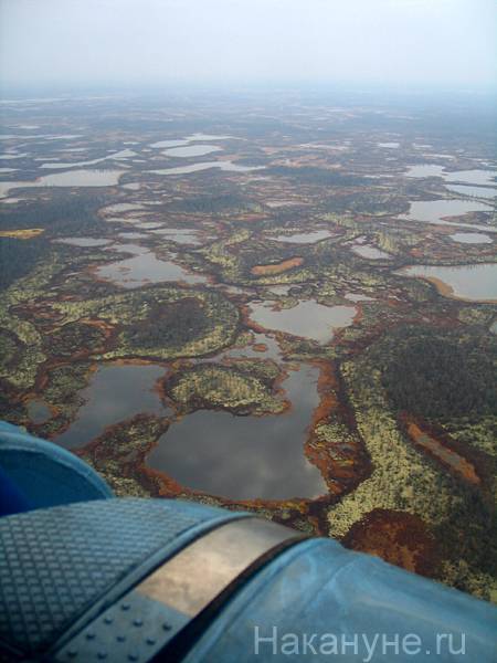 На Ямале три человека погибли после того, как выпили найденный в лесу метиловый спирт