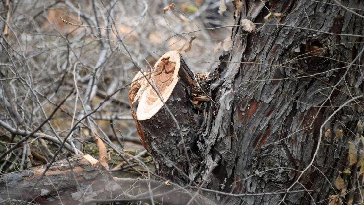 Под Симферополем незаконно вырубили 1600 деревьев – возбуждено дело