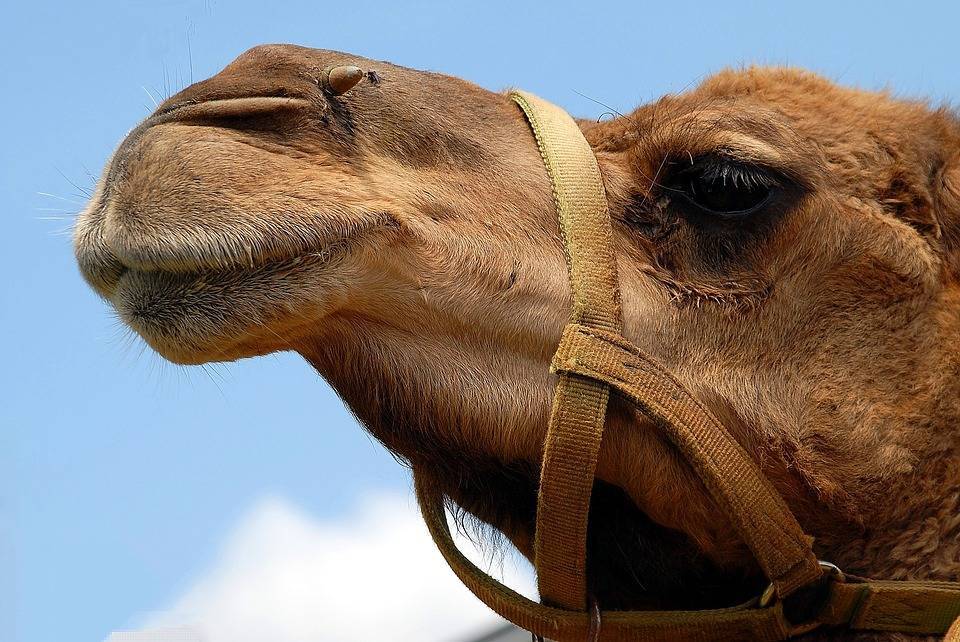 Россиянин разместил объявление о продаже верблюда «без вредных привычек»