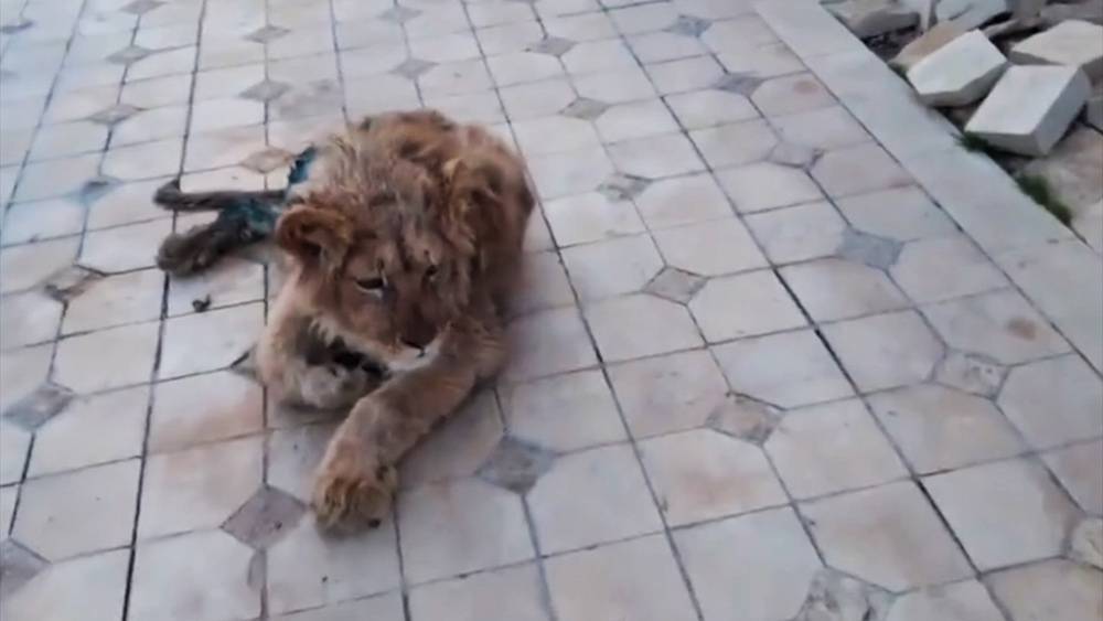 В Челябинске выхаживают отравленного наркотиками львёнка Симбу
