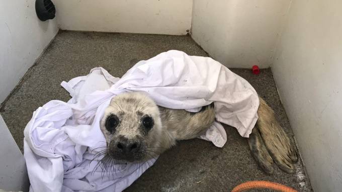В Петербурге спасли двух тюленей
