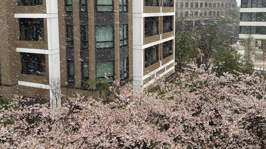 Сакура под снегом: в Токио впервые за десять лет в конце марта выпал снег