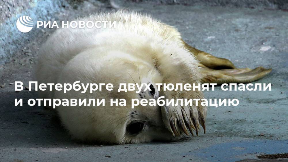 В Петербурге двух тюленят спасли и отправили на реабилитацию