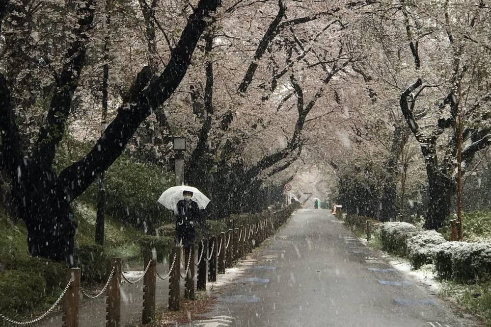 Впервые за 10 лет в Токио пошел снег в конце марта