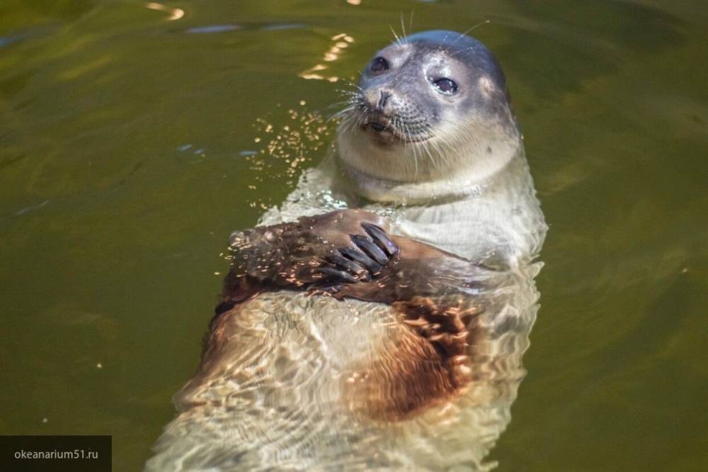 Волонтеры спасли двух детенышей тюленя в Петербурге