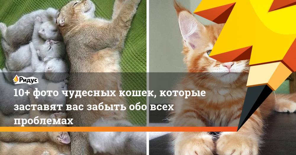 10+ фото чудесных кошек, которые заставят вас забыть обо всех проблемах