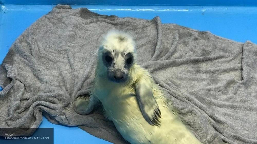 Детенышей серого тюленя спасли волонтеры в Петербурге и Ленобласти