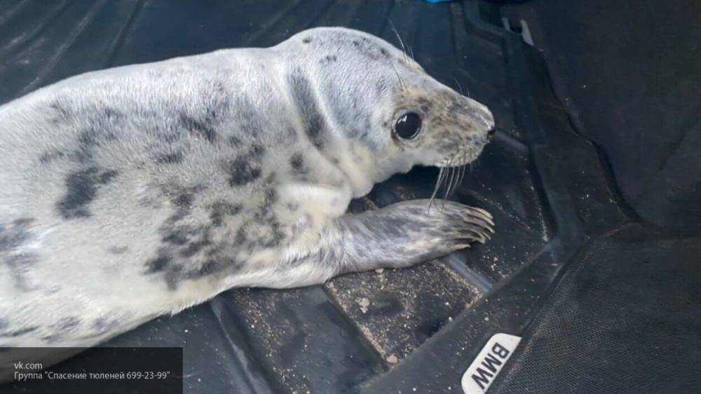 Сразу двух тюленят спасли за день сотрудники Фонда друзей балтийской нерпы