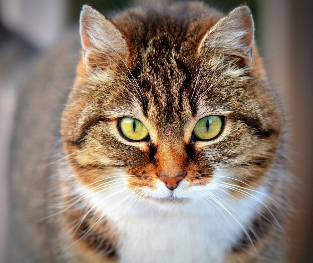 В Бельгии коронавирусом заразилась кошка - Cursorinfo: главные новости Израиля