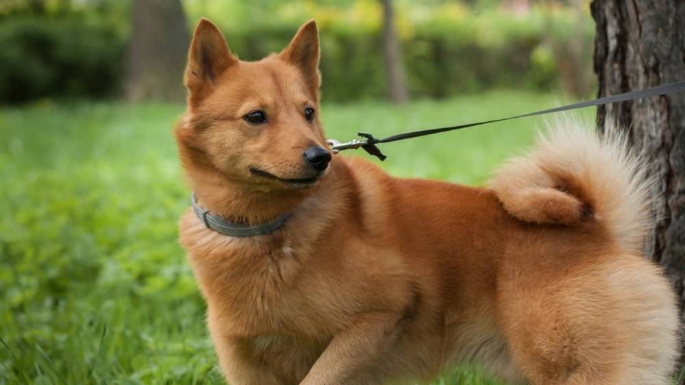В Госдуме раскритиковали предложение ввести налог на собак