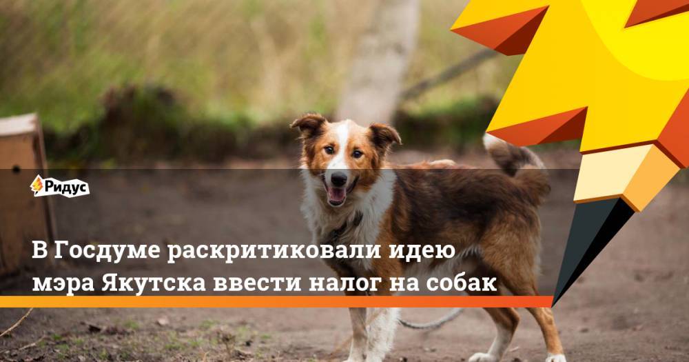 В Госдуме раскритиковали идею мэра Якутска ввести налог на собак