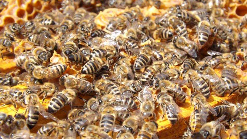 Ученые из Новой Зеландии доказали, что мозг человека и пчелы работает почти идентично