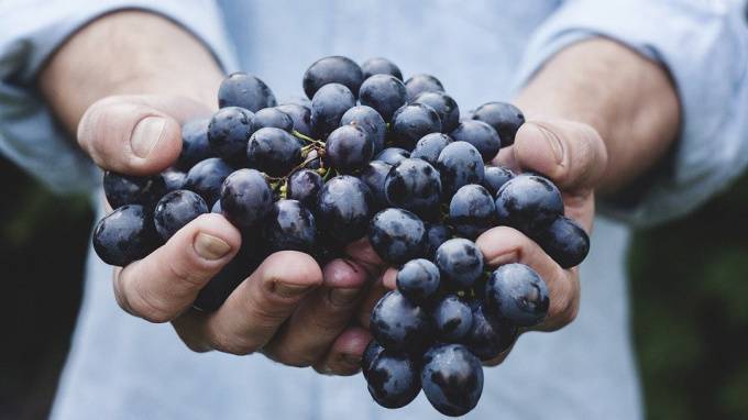 В Петербург не пустили 18 тонн винограда с живыми насекомыми