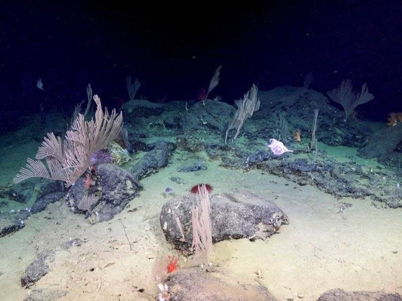 В подводных каньонах возле Австралии открыто большое количество глубоководных кораллов