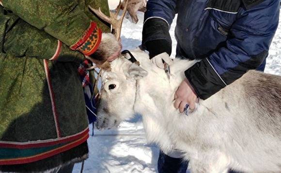 На Ямале началась кампания по вакцинации северных оленей против сибирской язвы