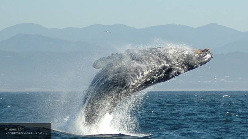 Солнечные бури могут вызвать сбои в навигации китов