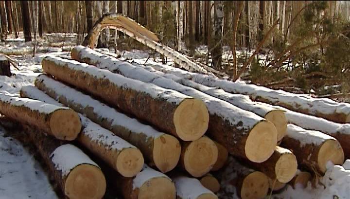 Губернатор: ущерб от лесных пожаров Прибайкалье составил 43 миллиарда рублей