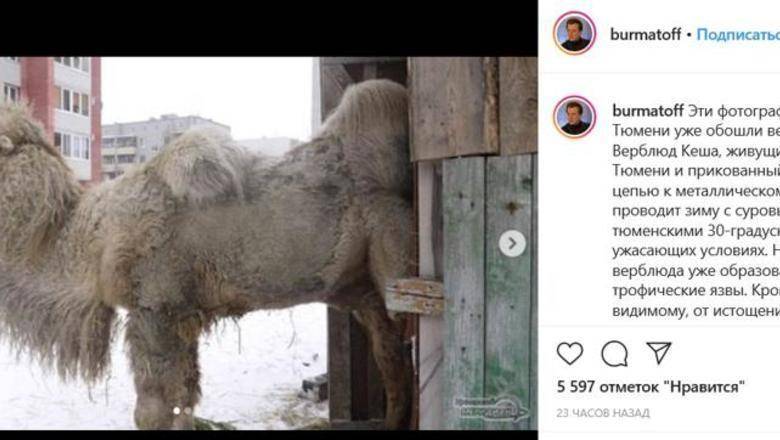 Тюменского верблюда Кешу отвезут в челябинский приют