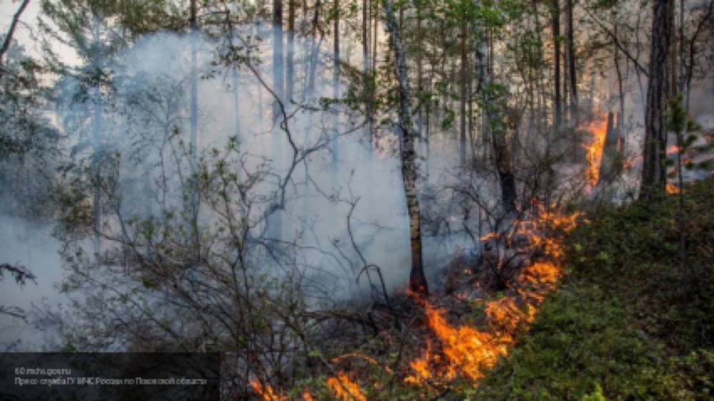 Пять природных пожаров площадью 1,43 тысячи гектаров зафиксированы в Хабаровском крае