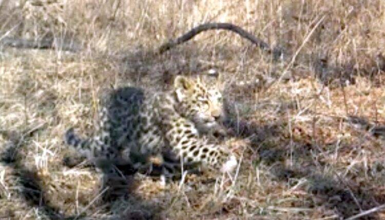 Фотоловушка сняла спасающегося от пожара котенка леопарда в Приморье