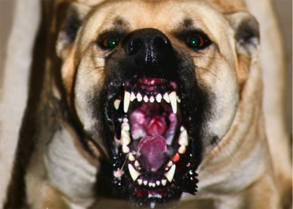 В Перми бродячие собаки насмерть растерзали женщину. Опять