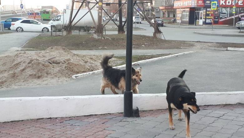 Чиновники Тюменского района получили представление прокуратуры из-за бродячих собак
