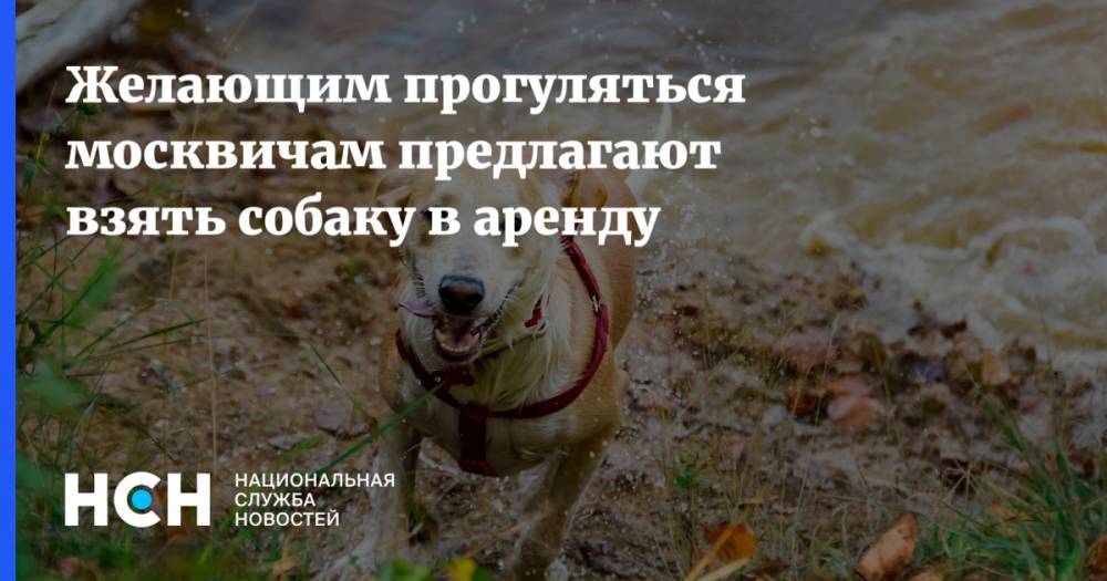 Желающим прогуляться москвичам предлагают взять собаку в аренду