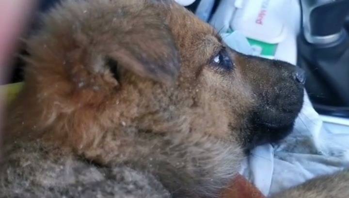 Зоозащитники спасли щенка на пилораме в Новосибирске. Видео