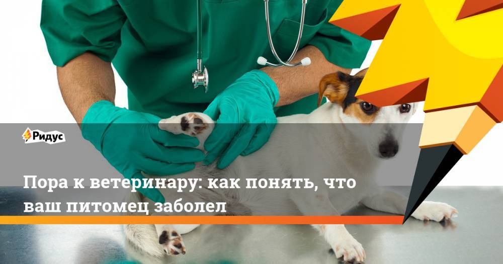 Пора к ветеринару: как понять, что ваш питомец заболел