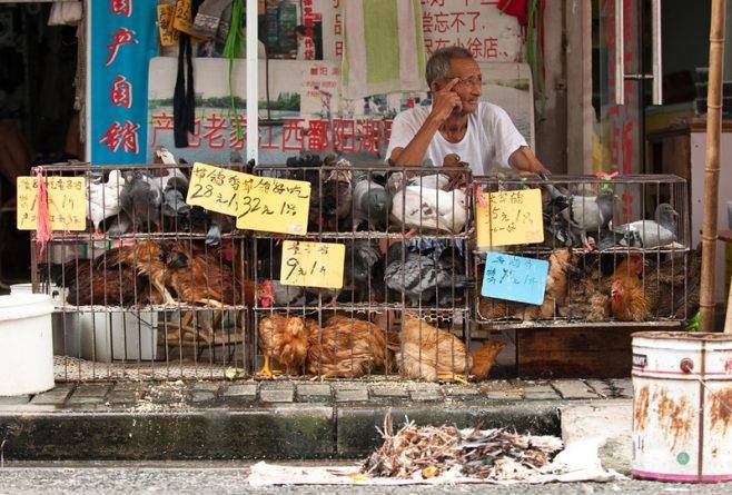 Китайские рынки, где продают летучих мышей, собак и ящериц продолжают работать, несмотря на коронавирус