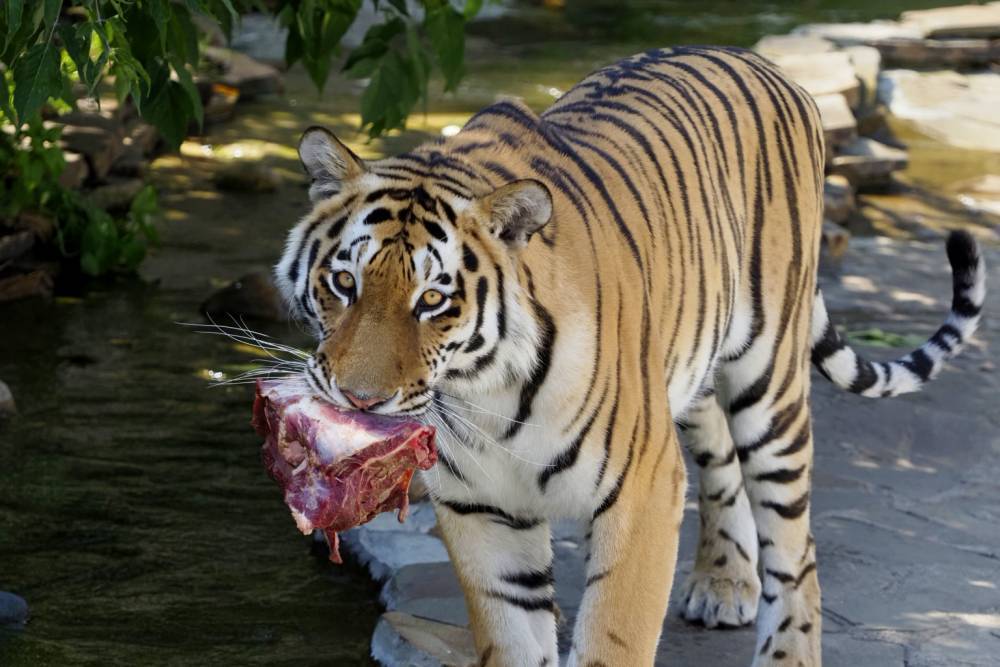 Тигрица на Дальнем Востоке нарушила карантин и пошла в Китай