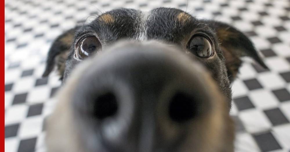 Собак научат определять коронавирус по запаху