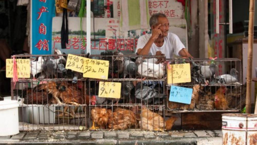 Тысячи смертей не впечатлили китайцев – они опять едят летучих мышей, ящериц и собак