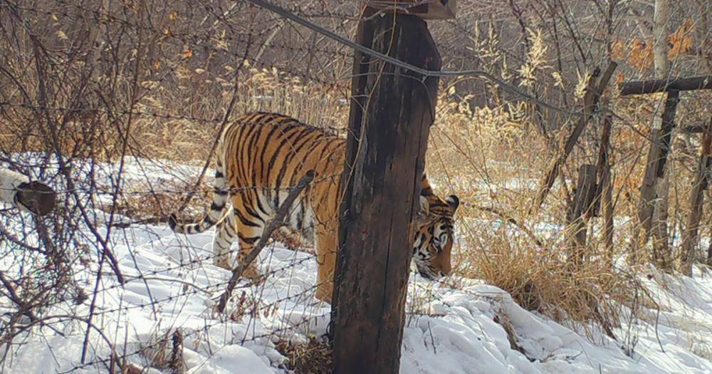 Фото: ученых удивила тигрица, "безответственно" прогулявшаяся до Китая