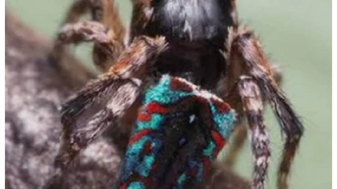 Австралиец обнаружил семь новых видов пауков-скакунчиков - piter.tv - Австралия