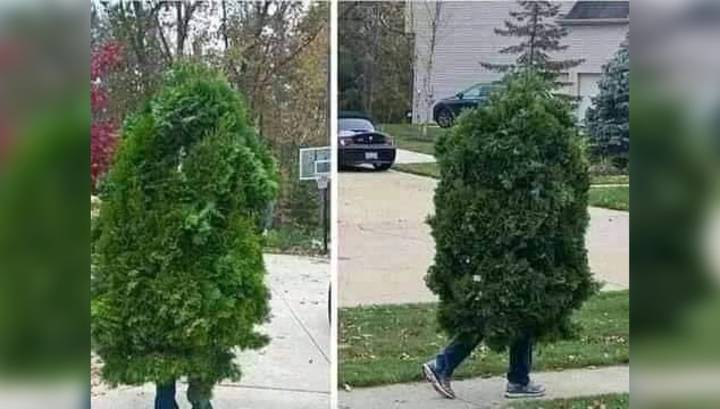 Здравствуй, дерево! В Сербии задержали мужчину, гулявшего в "костюме" туи
