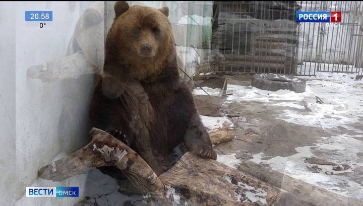 Медведица Маша в Большереченском зоопарке отдыхает от посетителей