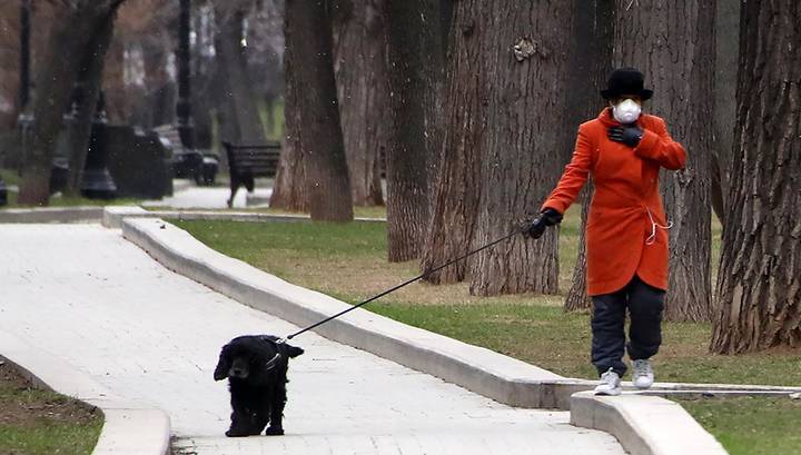 Собака в аренду: для прогулок на время карантина москвичам предлагают "друга на час"