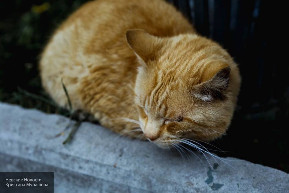 Отец семейства жестоко расправился с котом на глазах у детей в Саранске