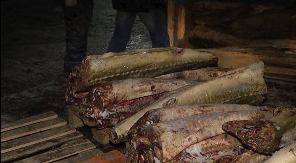 Четыре тонны краснокнижной осетровой рыбы изъяли в Москве