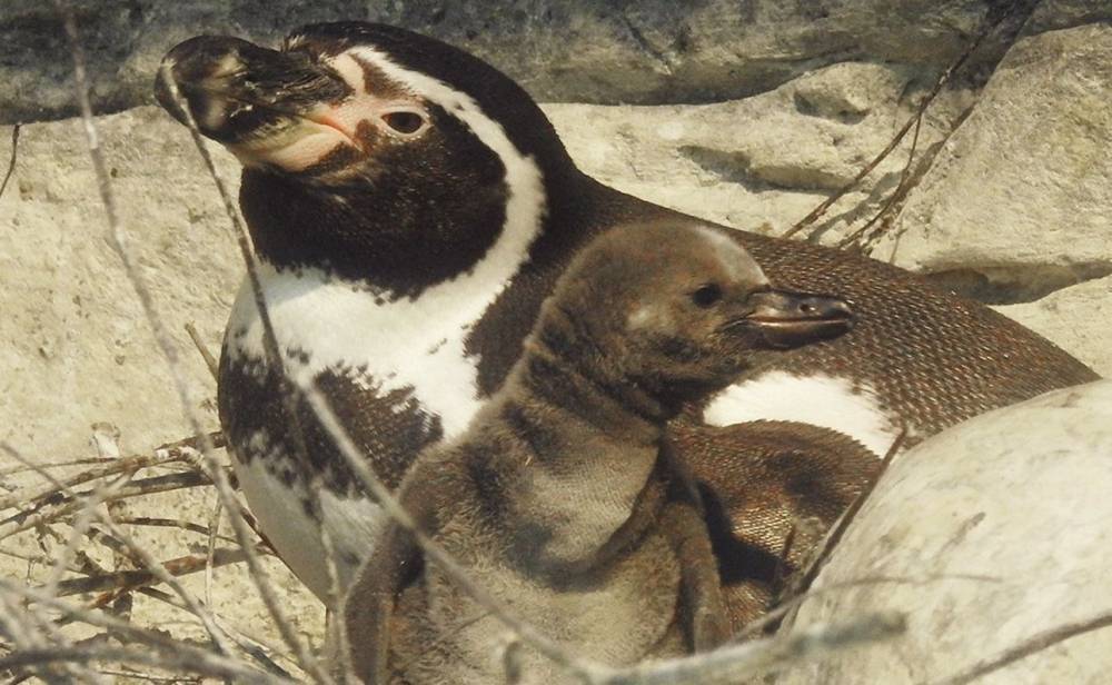 Птенцы краснокнижных пингвинов Гумбольдта появились на свет в зоопарке Москвы
