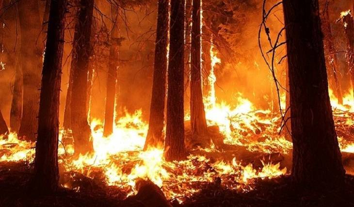 Названы регионы, которые первыми столкнутся с лесными пожарами