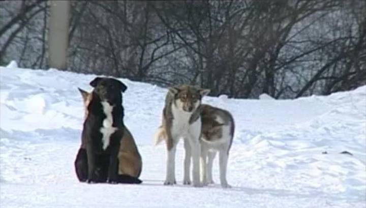 В Красноярском крае стая собак атаковала марала