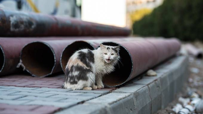 Петербургские чиновники определили судьбу кошек в подвалах жилых домов