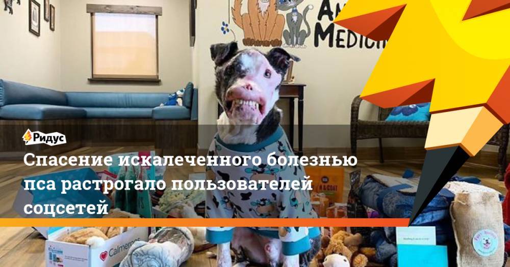 Спасение искалеченного болезнью пса растрогало пользователей соцсетей